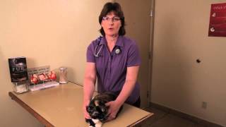 Cats With Cystitis  Cat Health [upl. by Cordula932]