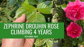 Zephrine Drouhin Rose Climber Year 4 [upl. by Gladwin785]