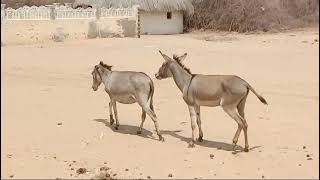 donkeys in the harsh desert environment DesertSurvivors DonkeyTough ResiliencequotquotOasis Oddities [upl. by Schofield]