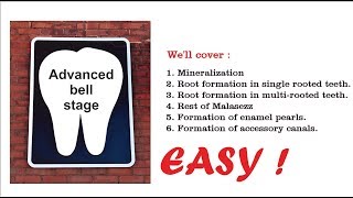 Advanced bell stage Odontogenesis [upl. by Clein]