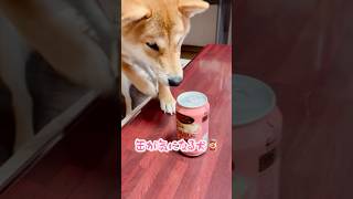 チューハイの缶が気になるいぬ 柴犬のいる暮らし [upl. by Ardnued]