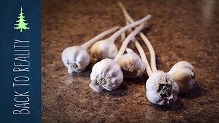 How to Make Garlic Powder from fresh garlic [upl. by Jar]