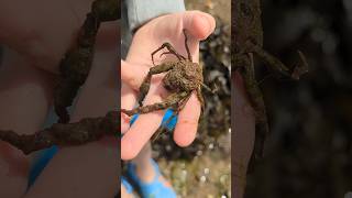 FIVE ROCKPOOL SPECIES IN 60 SECS fishing shorts shortvideo fish nature wildlife ocean beach [upl. by Gayl]