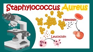 Staphylococcus Aureus  Pathology  Microbiology  What is the best treatment for Staph aureus [upl. by Nosae462]