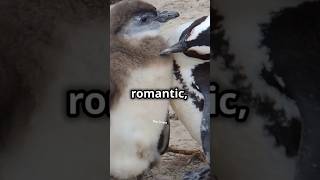 Penguin Proposals Pebbles of Love 🐧💍  Gentoo amp Adelie Penguins Heartwarming Ritual facts [upl. by Gebelein]