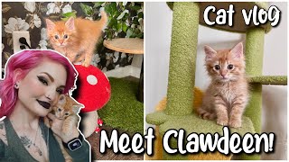 MEET MY NEW KITTEN  CAT VLOG 🐱 [upl. by Alleber]