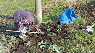 Hiç Kara Lahana Fidesi Diktiniz mi 😀Have you ever planted cabbage seedlings in your garden🐔 [upl. by Ransom263]