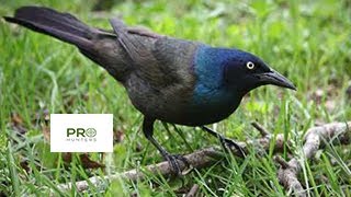 Common Grackle Sound Bird Call for Pro Hunters [upl. by Amilah]