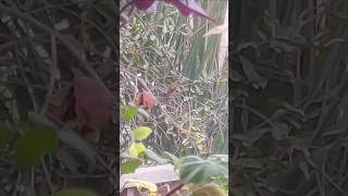 🐦COLIBRÍ birds wow nature sweet cute birdlovers bello animals relax lol [upl. by Nylesoy]