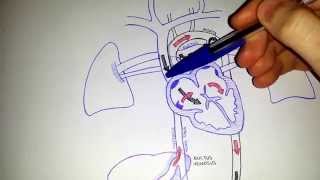 Fetal Circulation  Embryology [upl. by Enixam]