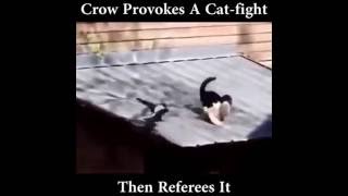 Crow provokes cat fight then serves as referee [upl. by Nomelihp]