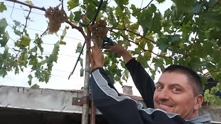 4 quick ways to form and grow a vine on a pergola and arbor to produce grapes in the second year [upl. by Ynattir408]