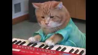 chat qui fait de la musique [upl. by Rotce950]