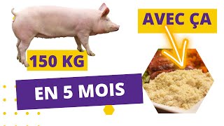 AUGMENTEZ LE POIDS DES PORCS AVEC CE NOUVEAU INGREDIENT [upl. by Bysshe]