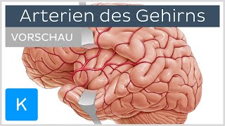 Arterien des Gehirns Äste und Versorgungsgebiete Vorschau  Kenhub [upl. by Platas966]