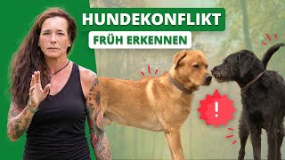 HUNDEKONFLIKT früh erkennen Wie gehe ich mit Rüden um [upl. by Nej]