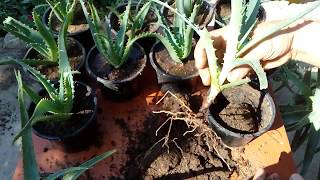 How to grow aloe vera from cutting Aloe arborescens [upl. by Kirimia]