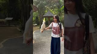 Kakak tua berjoget kakaktua burung burungkicau faunaland ancol jakarta indonesia shorts [upl. by Lally]