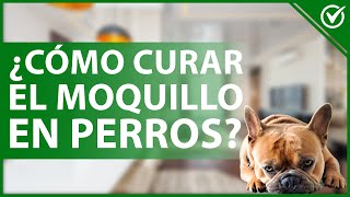 🐩 ¿Cómo Curar el Moquillo de mi Perro Usando Remedios Caseros Naturales  Prevención Eficaz 😪🐩 [upl. by Ahtaela108]