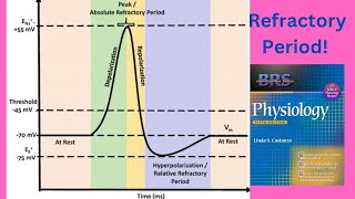 BRS Physiology  Refractory periods of Action Potential  FCPS Part1 [upl. by Irisa]