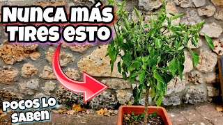 NUNCA MÁS TIRES ESTO Poca gente sabe esto Sobre las Plantas de Pimientos Huerto urbano en casa [upl. by Yraht7]