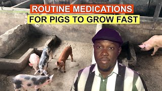 Routine Medications That Are Necessary For Your Pigs To Grow Fast [upl. by Kyne]