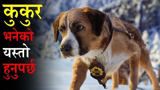 Stolen Dog Becomes the Leader of Wolf Pack  Movie Explained in Nepali  Sagar Storyteller [upl. by Ennaehr]