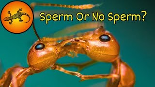 Are Some Insects Mastering Gender Selection [upl. by Ayotyal517]