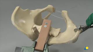 Pelvis–Sacroiliac joint and pubic symphysis [upl. by Arnaldo]