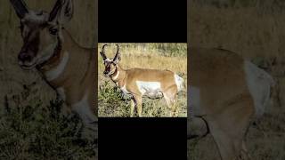 Pronghorn Majesty Speed and Grace in North Americas Wild pronghorn northamerica [upl. by Chavez]