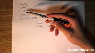 MCAT Biology Lecture Prokaryotes [upl. by Dayir]