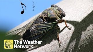 Cicadas Why do they make the sound they do [upl. by Uund]