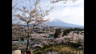 Lovely Fujisan view and cherry blossoms at Arakura Sengen Park Japan [upl. by Rein]