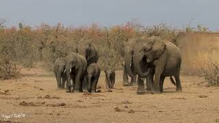 Its dry season and water scarce African elephant breeding herd running to waterhole [upl. by Auvil]