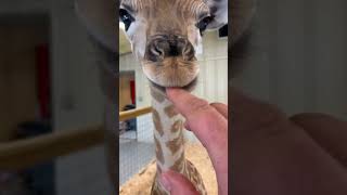 This family adopted a baby giraffe that had lost its mother giraffe babygiraffe short [upl. by Onitnatsnoc]