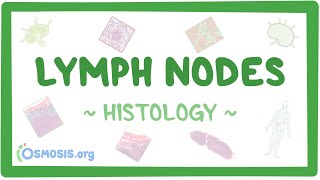 Lymph Nodes Histology [upl. by Ddahc]