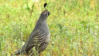 The California Quail [upl. by Rahab]