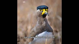 Discover the Yellow Wattled Lapwing Natures Ground Nester [upl. by Nonnel283]