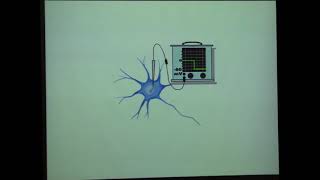 Resting Potentials and Action Potentials [upl. by Dnaletak]