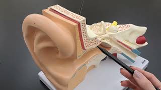 Exploring the Human Ear Model [upl. by Hootman]