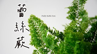 蕾絲蕨如何輕鬆養護，淨化空氣的居家綠植 Fluffy Ruffle Fern a home green plant that purifies the air [upl. by Tonia620]