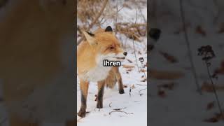 Wie schlau ist der Fuchs 🦊 tierliebe tiere natur facts motivationshortsschlaudokumentation [upl. by Chalmer]