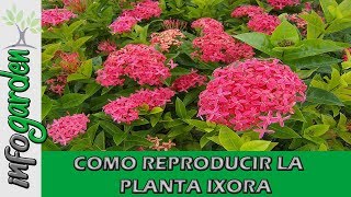 Como reproducir Y Fertilizar la planta IXORA [upl. by Werdnael]