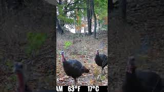 Gobble Gobble turkey wildlife nature spypoint Thwaacker [upl. by Drucy833]