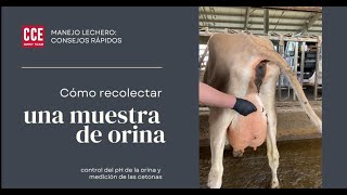 Consejos Rápidos  Cómo Recolectar una Muestra de OrinaDairy Quick Tips Urine Sampling [upl. by Filberto]