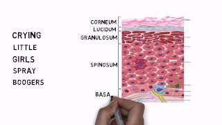 Learning the Layers of the Epidermis [upl. by Einhorn]