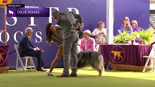 Collies Rough  Breed Judging 2024 [upl. by Adaven899]