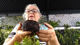 Are worms good or bad in pots  followup Trish The Gong Gardener [upl. by Otinauj]