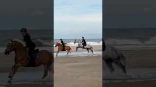 MEER VLOG ONLINE 🌊🤩 pferd horse equestrian [upl. by Sel]