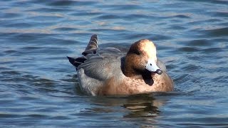 Silbón europeo Mareca penelope Eurasian Wigeon [upl. by Annahpos548]